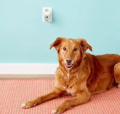 Adaptil Calm Home Diffusor 48 ml til hund